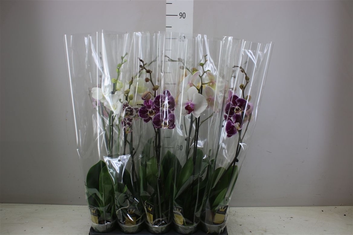 <h4>Phal Gemengd 1 Tak 9+</h4>