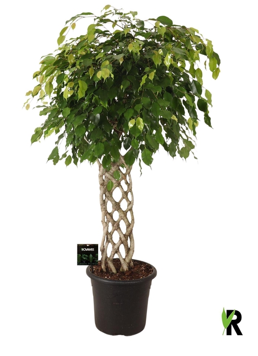 <h4>Ficus benja. 'Exotica'</h4>