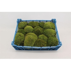 Mos Bolmos ( Plastic )