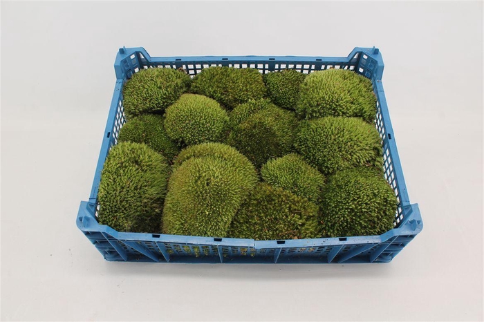 <h4>Mos Bolmos ( Plastic )</h4>