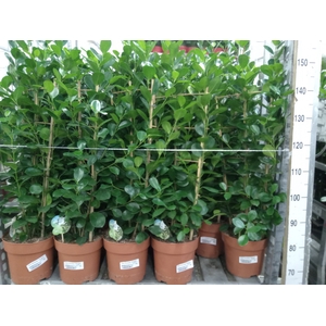 Ficus microcarpa 'Moclame'