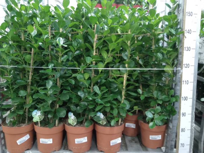 <h4>Ficus microcarpa 'Moclame'</h4>