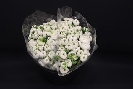 <h4>Ranonkel Extra Wit</h4>