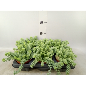 Sedum burrito