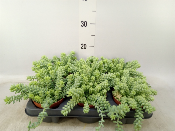 <h4>Sedum burrito</h4>