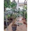 Monstera Deliciosa met vrucht XXL 240