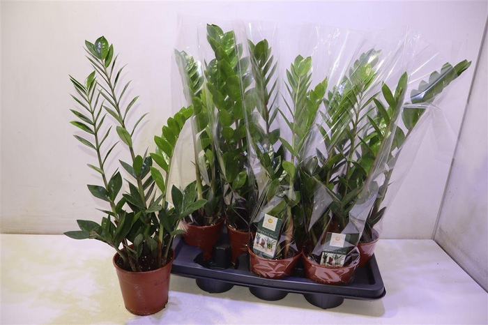 <h4>Zamio Zamiifolia</h4>