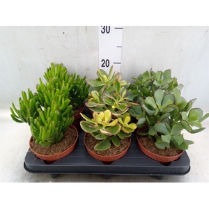 Crassula   ...mix