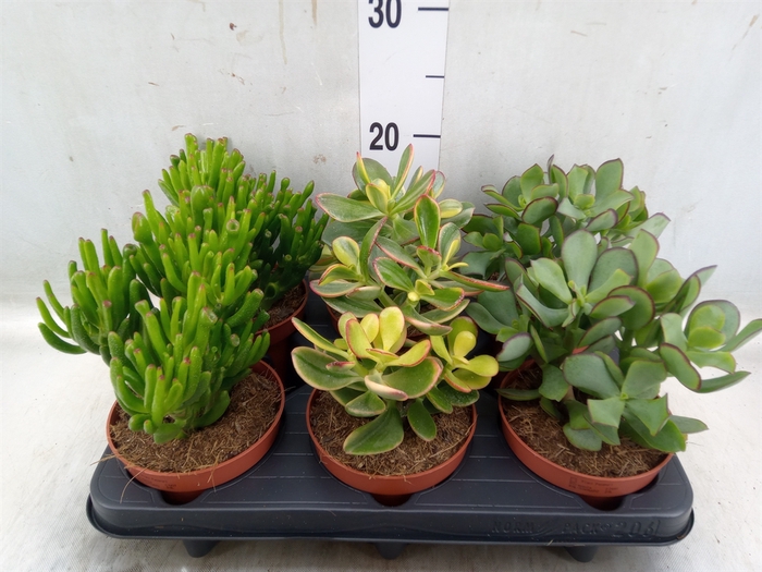 <h4>Crassula   ...mix</h4>