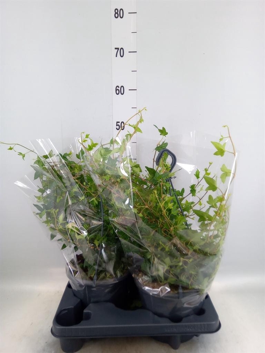 <h4>Hedera helix 'Shamrock'</h4>
