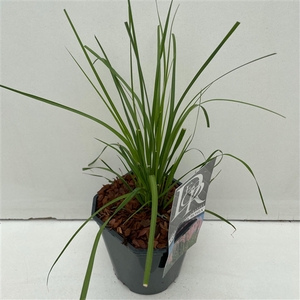 Graminées Cortaderia sell. 'Rosea'