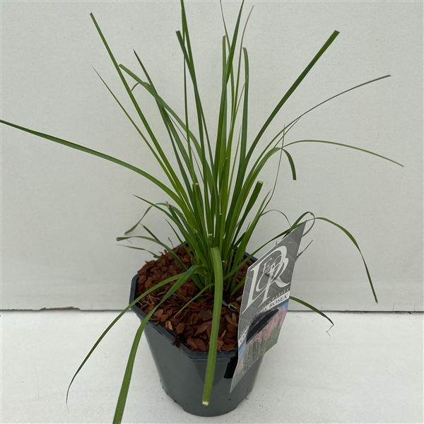 <h4>Graminées Cortaderia sell. 'Rosea'</h4>