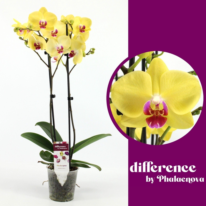<h4>PHAL F LIMELIGHT</h4>