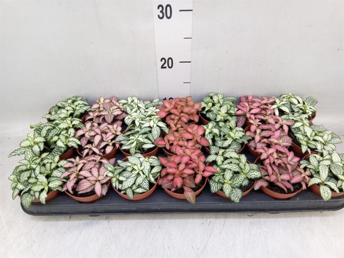 <h4>Fittonia ...mix 7</h4>