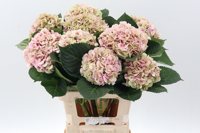 <h4>Hydr M My Vienna Cl</h4>