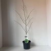 Parrotia persica