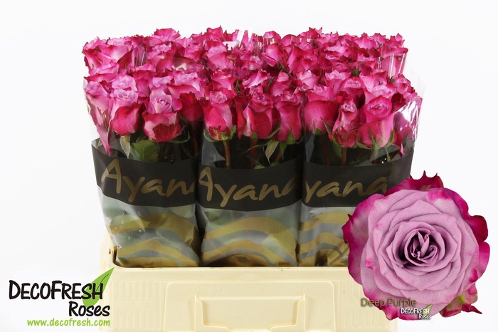 <h4>R Gr Deep purple</h4>