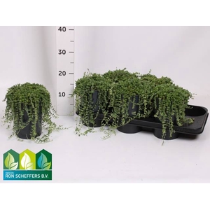 Senecio Herreianus 13Ø 20cm