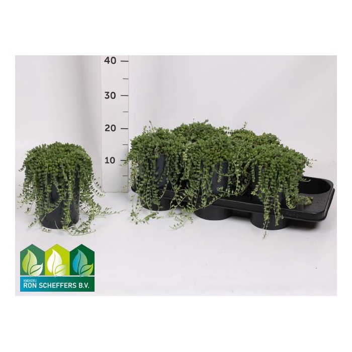 <h4>Senecio Herreianus 13Ø 20cm</h4>