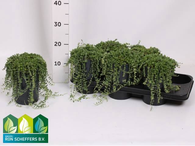 Senecio Herreianus 13Ø 20cm