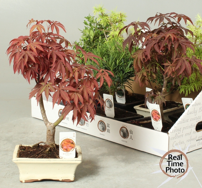 <h4>BONSAI GEM</h4>