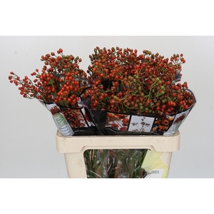ROSA AUT ROSEFRUITS