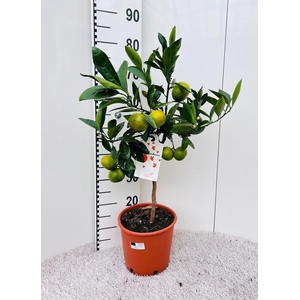 Citrus reticulata Mandarine on stem