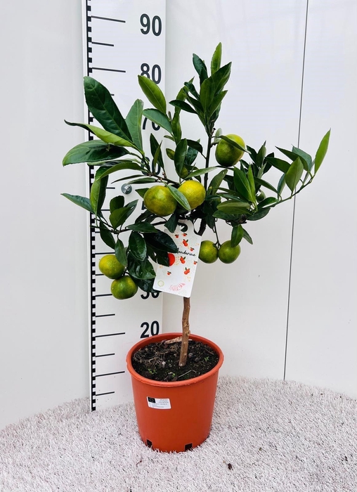 <h4>Citrus reticulata Mandarine on stem</h4>
