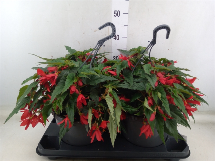 <h4>Begonia boliv. 'Encanto Red'</h4>
