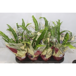 ASPLENIUM CRISSIE P14