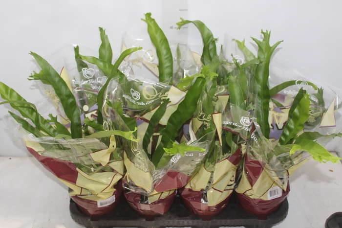 <h4>ASPLENIUM CRISSIE P14</h4>