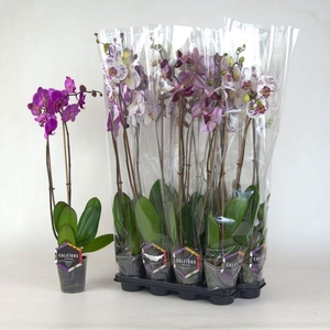 PHAL MIX 2 TAK 70CM