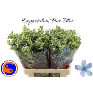 OXY CO TAN PURE BLU