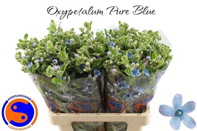 <h4>OXY CO TAN PURE BLU</h4>