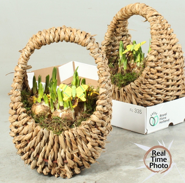 <h4>ARR NARCISSUS</h4>