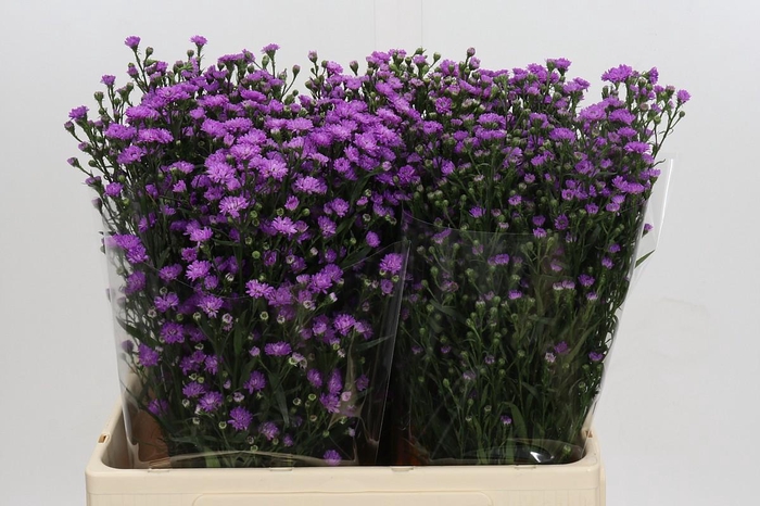 <h4>Aster Baby Pink</h4>