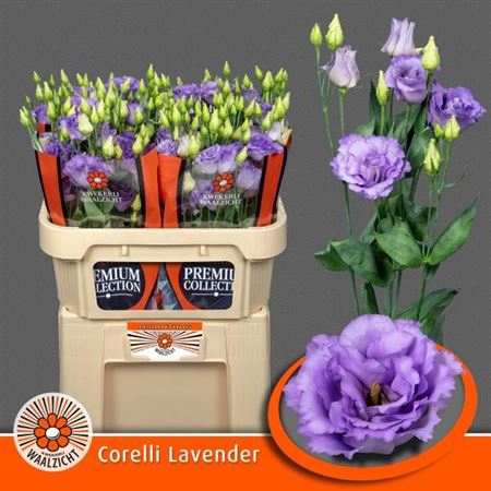 <h4>Eustoma G Corelli Lavender</h4>