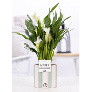 Zantedeschia white in P&PURE Eline ceramics green