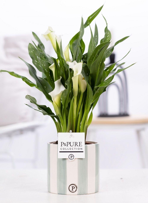 <h4>Zantedeschia white in P&PURE Eline ceramics green</h4>
