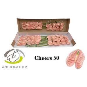 Anthurium Cheers
