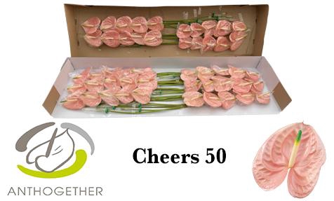 <h4>Anthurium Cheers</h4>