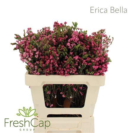 <h4>Erica Bella</h4>