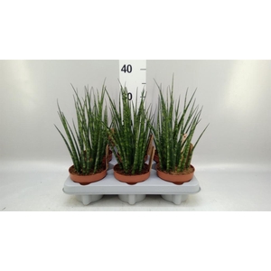 Sansevieria  'Fernwood'