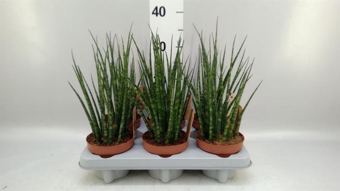 <h4>Sansevieria  'Fernwood'</h4>