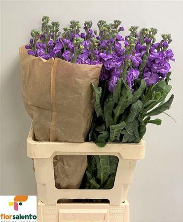 <h4>Matth Iron Blue</h4>