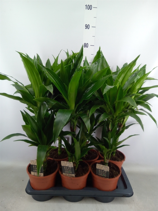 <h4>Dracaena frag. 'Janet Craig'</h4>