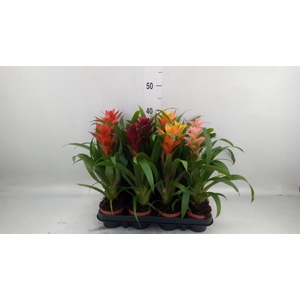 Guzmania   ...mix