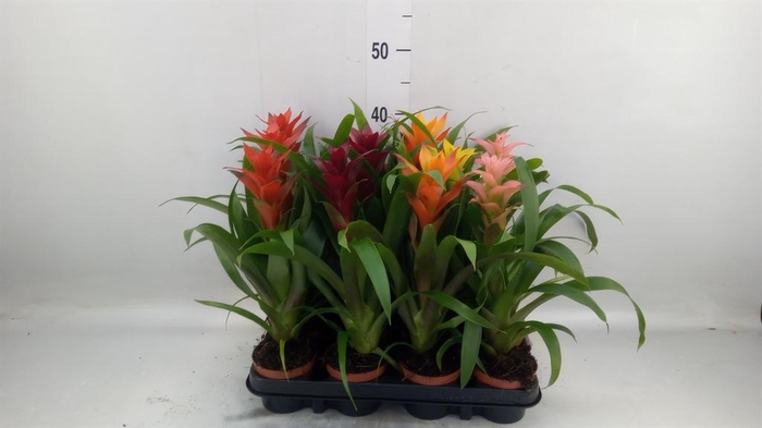 <h4>Guzmania   ...mix</h4>
