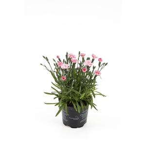 DIANTHUS CARYOPHYLLUS