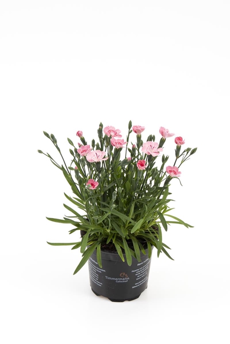 <h4>DIANTHUS CARYOPHYLLUS</h4>